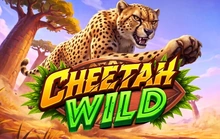Cheetah Wild